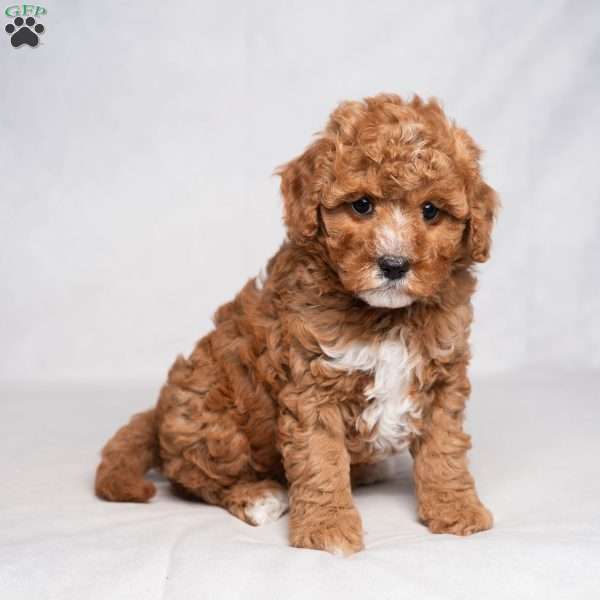 Jolly, Cavapoo Puppy